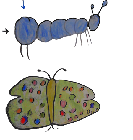 joelchenille papillon