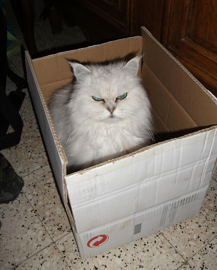 chatte suzy 2