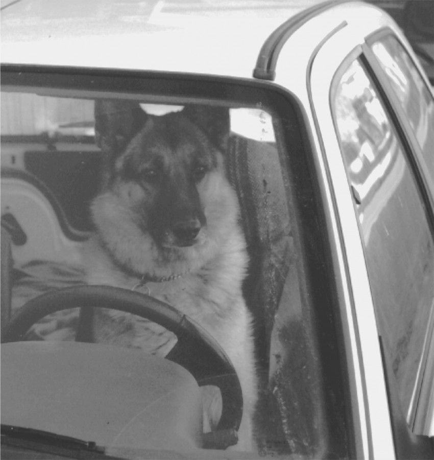 chien au volant 02