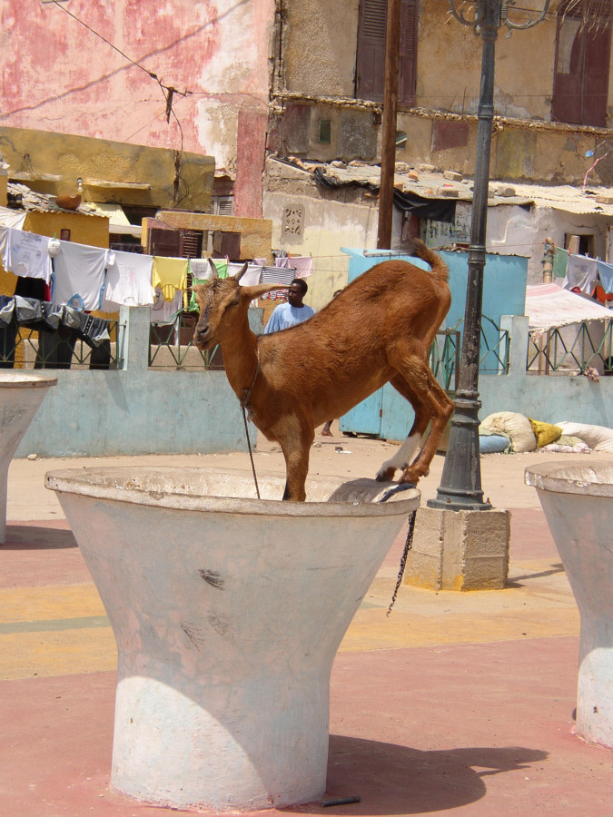 chjèvre st louis sénégal