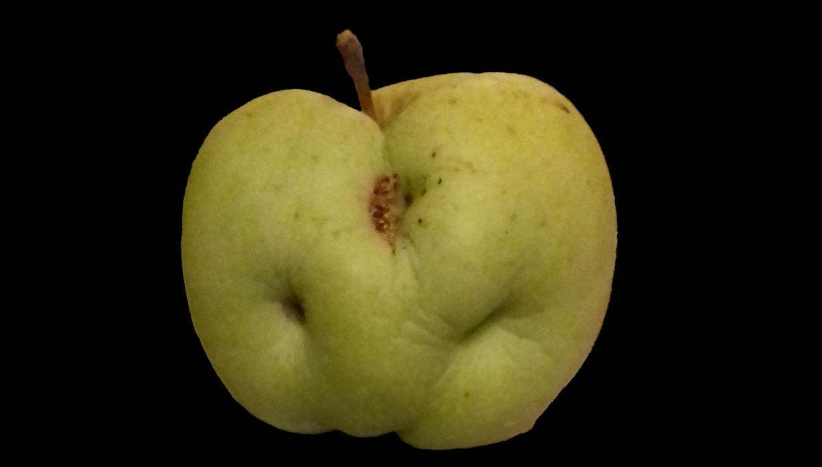 pomme à monique